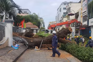 Cây điệp tại Trường THCS Trần Văn Ơn (Quận 1, TPHCM) đổ ngay trước cổng trường ngày 3/4 vừa qua.