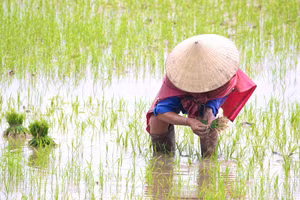 Ảnh minh họa.