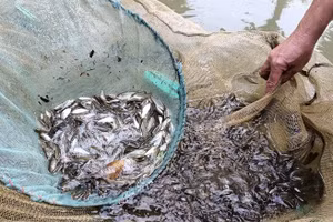 Không chỉ nuôi cá thịt, người dân bản Pượn còn nuôi cá giống xuất bán đi khắp nơi