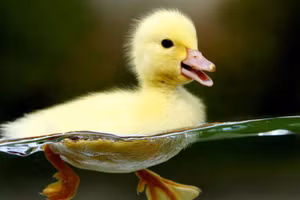 Vịt lội qua sông