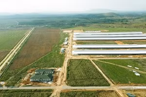 Trang trại của Vinamilk tại Lào sẽ cho sữa vào đầu 2022