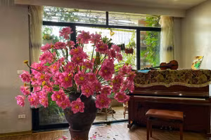 Những loài hoa vừa đẹp, vừa sang nên trồng trong nhà để “rước” may mắn