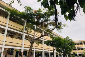 Ảnh minh họa