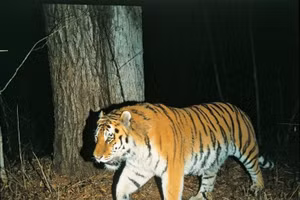 Kkori, con hổ Siberia chiếm trọn tình yêu và thời gian của Park Soo Yong.