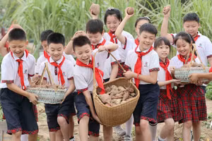 Học sinh thành phố Hồ Châu (Trung Quốc) thu hoạch khoai lang trong tiết giáo dục lao động.