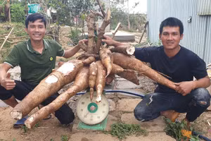 Cây mì 'khủng' nặng gần 70kg, củ dài nhất 1,3m.