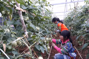 Mô hình trường học nông trại phù hợp với nhiều trường vùng cao có học sinh dân tộc bán trú. 
