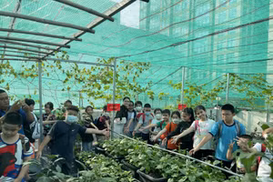 Học sinh Trường Tiểu học Hoà Bình tham quan vườn rau tăng gia sản xuất của cán bộ, chiến sĩ trong Tiểu đoàn kiểm soát Quân sự 31.