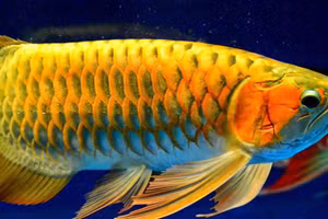 Cá rồng