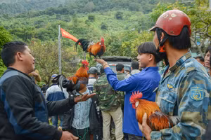 Không phải phong tục, song từ lâu việc khoe gà rừng tại các hội xuân đã trở thành thú vui không thể thiếu của đồng bào Mông ở rẻo cao.