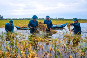 Bộ đội, dân quân giúp người dân Cà Mau thu hoạch lúa bị ngập nước.