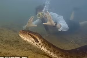 Trăn Anaconda xanh phương Bắc là con trăn lớn nhất thế giới, được phát hiện ở rừng nhiệt đới Amazon.