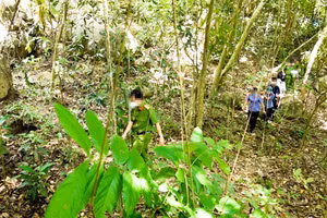 Ảnh minh họa.