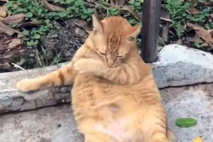 Chú mèo béo trước khi bị trăn nuốt chửng.