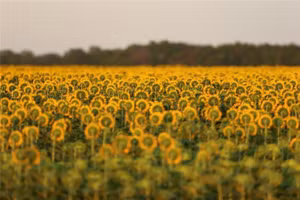 Cánh đồng hoa hướng dương gần Beausejour, Manitoba, Canada còn vài tuần nữa mới có thể thu hoạch.