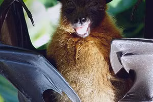 Một con dơi.
