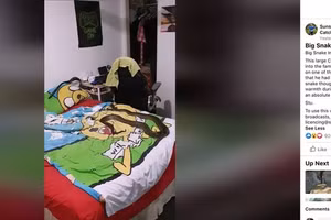 Nhân viên của đội bắt rắn đã kịp ghi lại sự việc hy hữu trên và đăng tải đoạn video lên Facebook. Ảnh: Miami Herald.