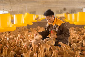 Gà Lượng Huệ trở thành thương hiệu có tiếng của Hải Phòng (Ảnh ITN)