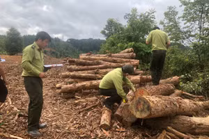 Lực lượng kiểm lâm tiến hành kiểm tra lâm sản bị chặt phá.