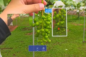 Sử dụng AI hỗ trợ sản xuất hoa quả