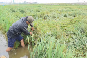 Nông dân Thừa Thiên - Huế xuống đồng cứu lúa.