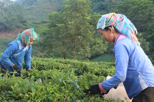 Người dân Tam Đường thu hái chè.