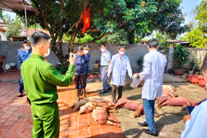 Số lợn chết nhiễm bệnh chưa được giết mổ.