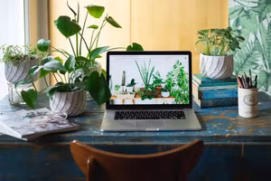 Cách bố trí ‘cây phát’ tài để bàn làm việc giúp cây xanh tốt mang lại tài lộc