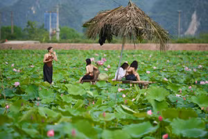 Đầm sen hồng hút mắt thu hút rất đông người dân, nhất là các bạn trẻ đến thăm quan.
