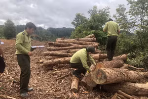 Lực lượng kiểm lâm kiểm kê số gỗ bị chặt phá