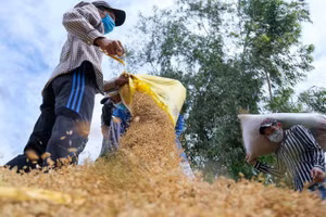 Các địa phương chủ động, linh hoạt tạo điều kiện thuận lợi cho người nông dân thu hoạch vụ lúa thu đông.