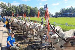 56 đôi bò tham gia tranh tài tại ngày hội.