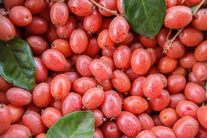 Điểm danh những loại quả gắn liền với tuổi thơ của nhiều người Việt 