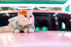 Chú mèo Mao Mao làm mẫu tại một buổi triển lãm oto.