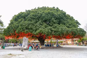 Độc đáo cây sanh cổ thụ hơn 70 năm tuổi thu hút khách du lịch tại Huế. (Ảnh: Hoài Nam).