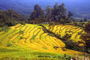 Cốm Tú Lệ, cực phẩm của đất trời