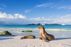 Vùng nước lạnh gần Quần đảo Galápagos là nơi ẩn náu của nhiều loài sinh vật biển.