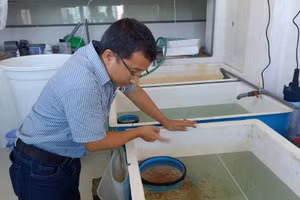 TS Hồ Sơn Lâm chăm sóc cá hề mới được lai tạo thành công.