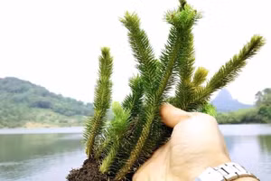 Lá cây thạch tùng răng cưa.