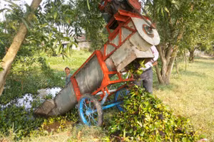 Máy thu – vớt bèo tây hoạt động với hiệu quả kép.