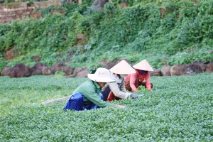 Rau cứu đói trên vùng giếng cổ Chăm Pa