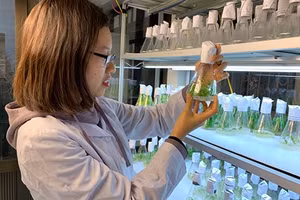Thực hiện phương pháp chuyển gene xoan ta trong phòng thí nghiệm.