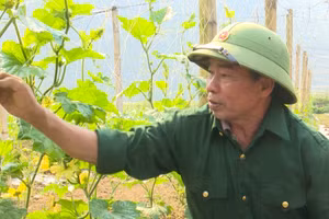 Ông Đỗ Quang Sự đang chăm sóc vườn bí.