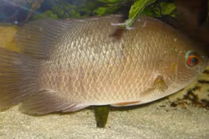 Cá rô biển