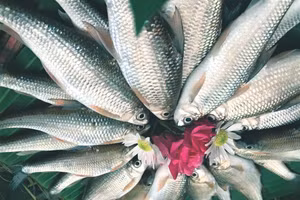 Cá niên tươi. Ảnh: Họa Mi.