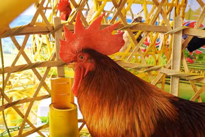 Một chú gà trống tại hội thi.