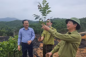 Bí thư Huyện uỷ Ba Chẽ Vũ Thành Long (bên phải) kiểm tra cây giống trước khi được người dân trồng. 