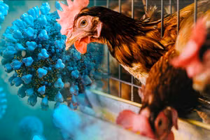 Nam sinh viên tử vong do cúm A/H5N1