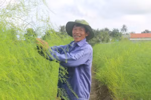 Ông Nguyễn Trọng Thắng (xã Hoằng Châu) bên ruộng măng tây xanh của gia đình. (Ảnh: LT).