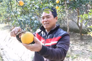 Ông Nguyễn Văn Thọ rất vui vì vườn cam được mùa, được giá của gia đình mình